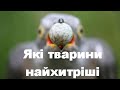 Які тварини найхитріші  What animals are the most cunning