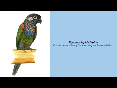 Video Encyclopedia of Parrot Species – #227 Pyrrhura lepida