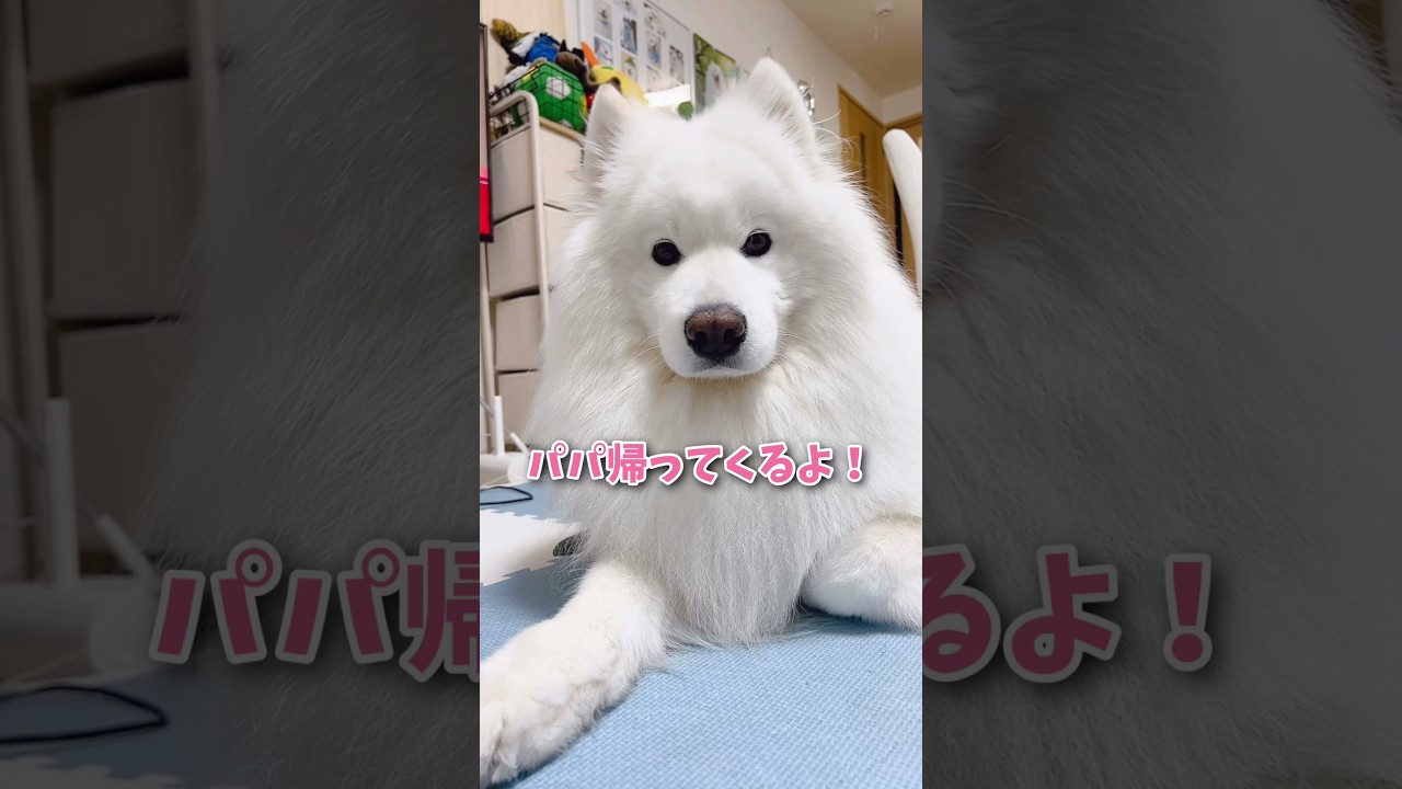 大絶叫】大好きなパパのお出迎えのはずが… #samoyed #サモエド #癒し
