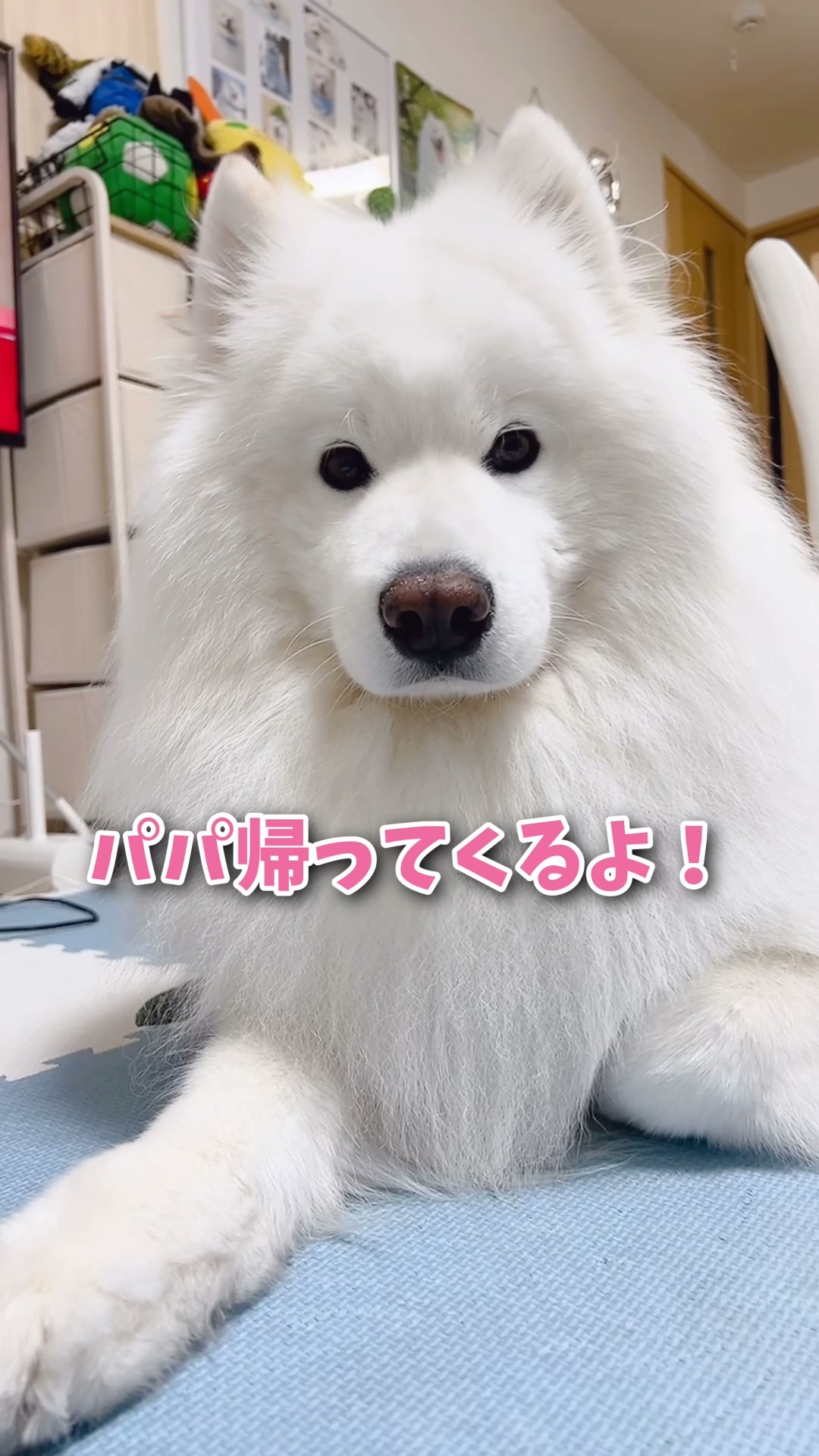 大絶叫】大好きなパパのお出迎えのはずが… #samoyed #サモエド #癒し