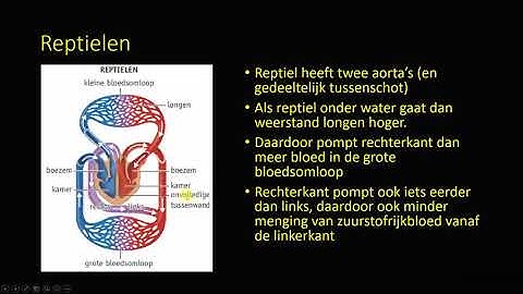 transportsystemen en embryonale bloedsomloop