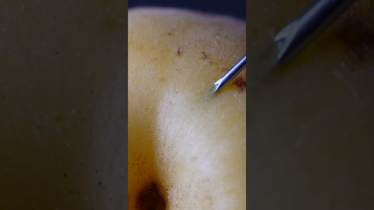 Apricot vs Syringe CLOSE-UP 