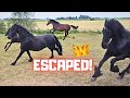Coralle Escapes! As long as that goes well | Funny Mario &amp; Peach | Friesian Horses