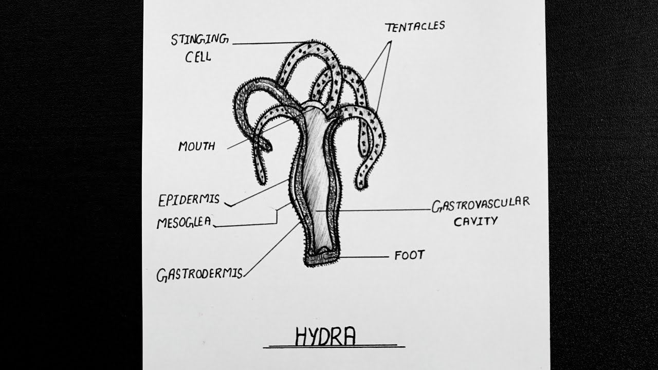 Hydra Polyp Stock Illustrations – 75 Hydra Polyp Stock Illustrations,  Vectors & Clipart - Dreamstime