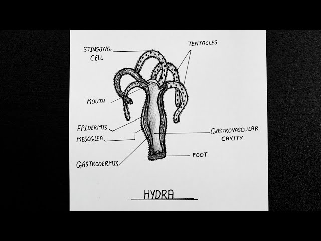 Explain the process of budding in Hydra with the help of labelled diag