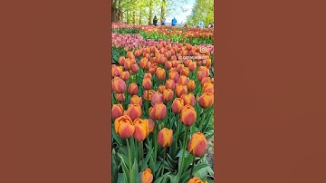 Holland tulip garden