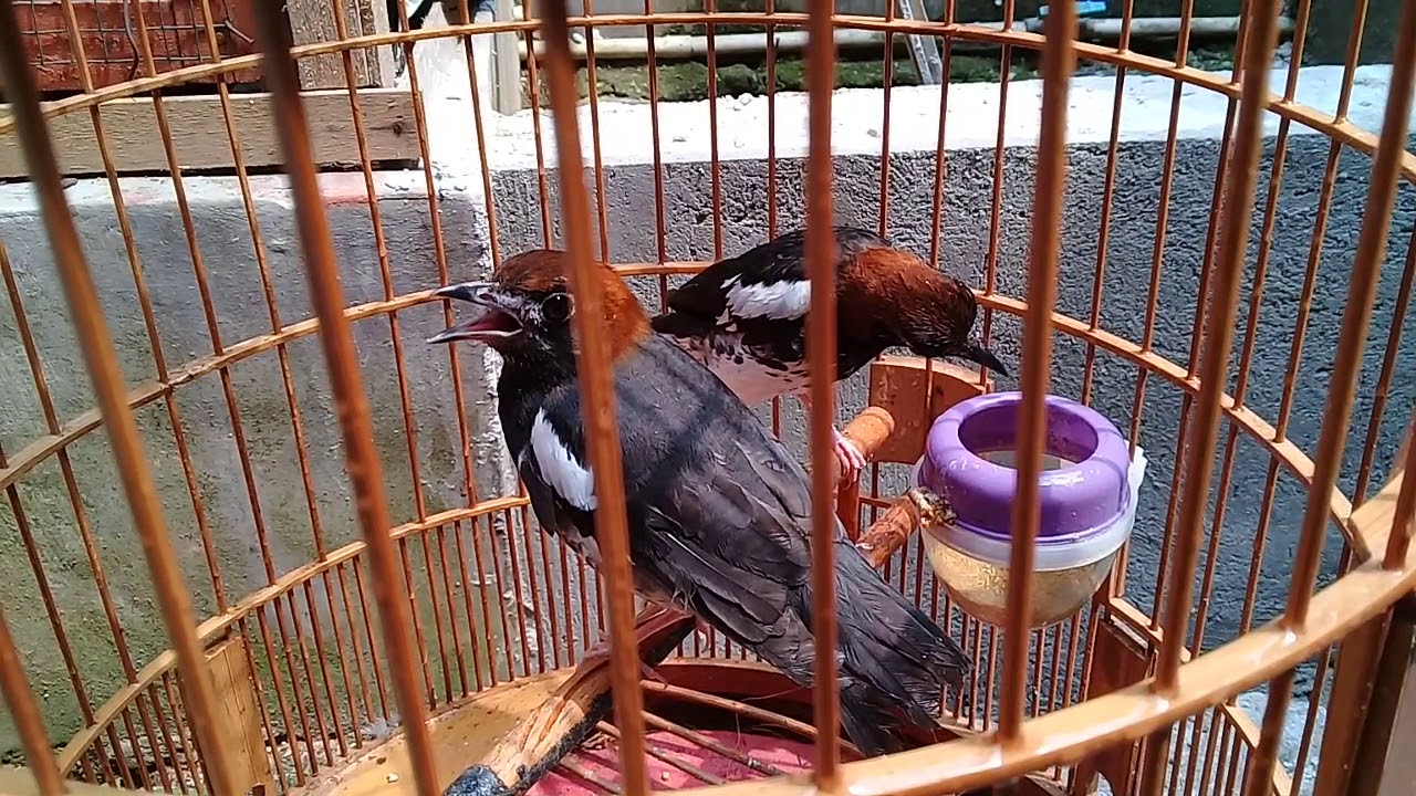 Cara membedakan jenis kelamin anis kembang dewasa