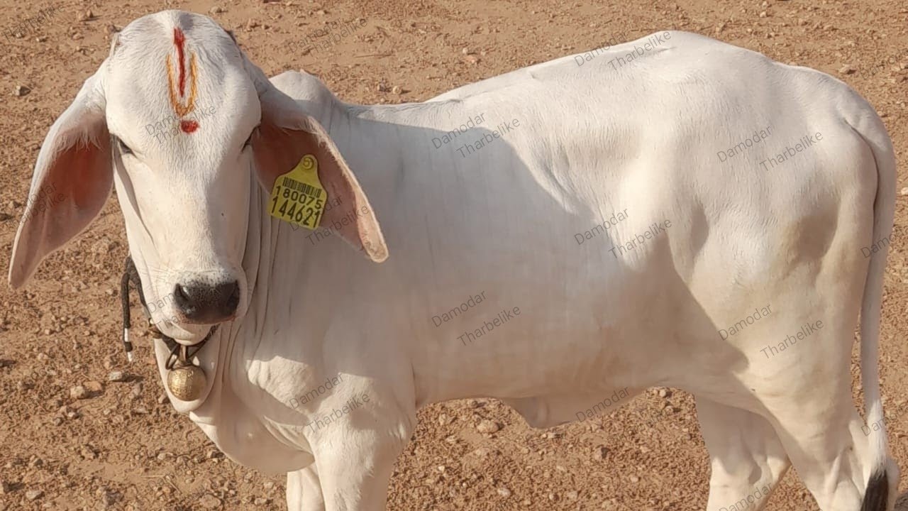 🌾🛖 थारपारकर नस्ल कि गाय - थार रेगिस्तान कि शान व दुध कि जानकारी ! थारपारकर नस्ल क्यों है इतनी खास इस