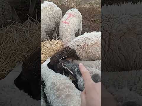 المشخص في البيطرة حالة اكلينيكية لخروفة أصيبت بإجهاد البرودة   و شفاء الحالة