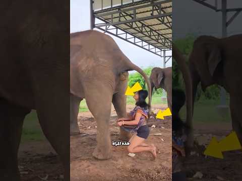 لن تصد ق كيف ت صنع هذه القهوة الفاخرة من روث الفيل