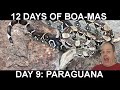 12 Days of BOA-MAS Day 9: Paraguana Peninsula (Paraguanera) Boa