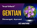 Gentian is for that relatively mild downheartedness “Accept Setbacks”