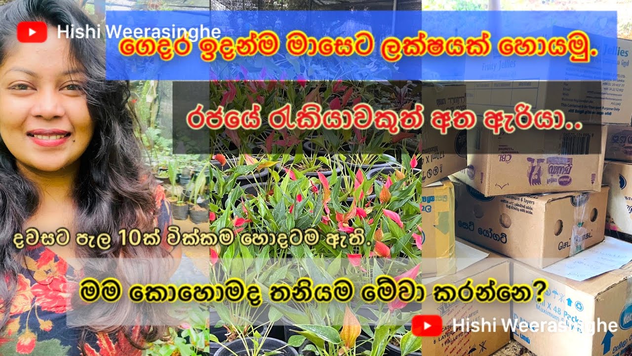 මම මෙහෙමයි මාසෙට ලක්ෂෙකට වැඩි ආදායමක් උපයන්නෙ. 100000. #hishi #srilanka #anthurium #plants #monthly