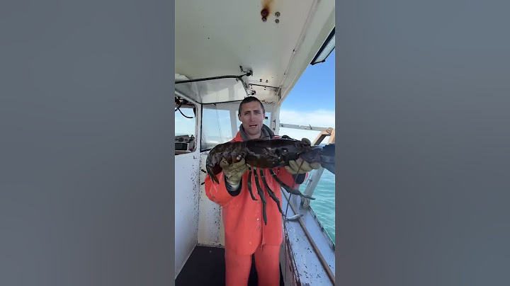 One of the biggest lobsters we’ve caught!