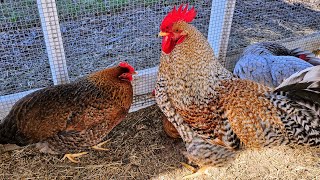 Bielefelder Hens and Rooster - A Beautiful Breed 🐓