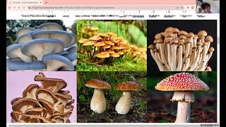 AI Identifies Edible Mushrooms | AI Camp 2022