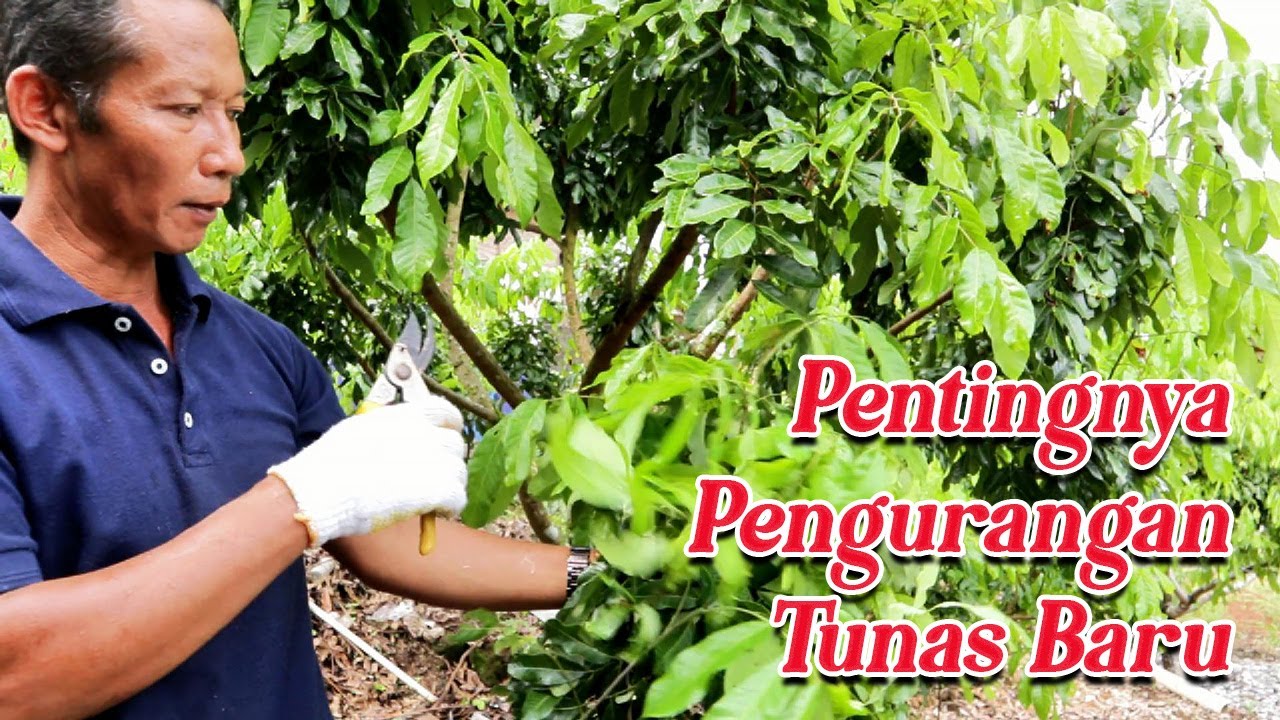 Pemangkasan tunas baru tanaman lengkeng #adyrajalengkeng #lengkeng #itohsuper