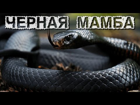 Черная Мамба. Самая Быстрая Ядовитая Змея.