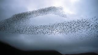 Swarming (military) | Wikipedia audio article
