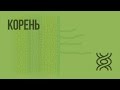 Корень. Видеоурок по биологии 6 класс