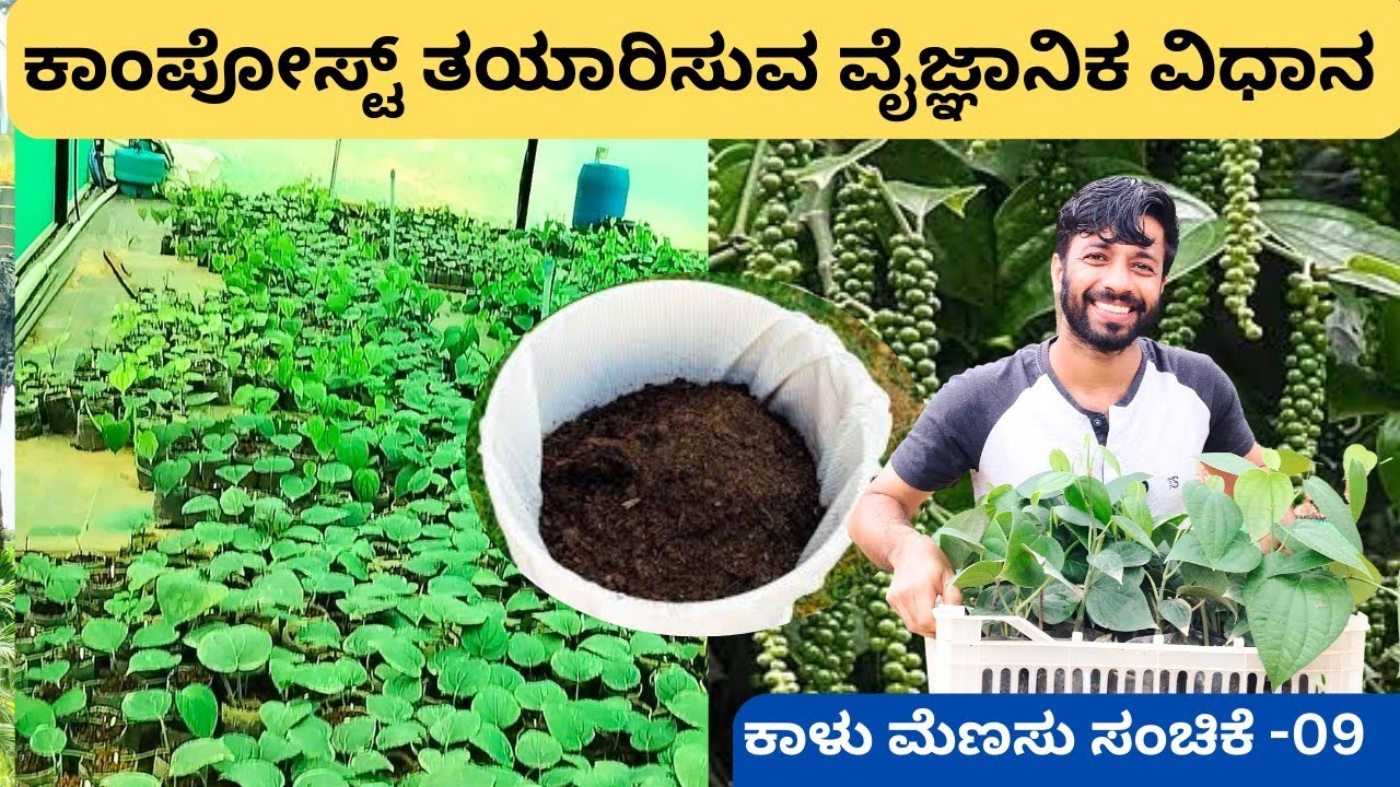 B.Tech ವಿದ್ಯಾರ್ಥಿಯ ಕಾಳು ಮೆಣಸಿನ ನರ್ಸರಿ‼️Scientific Black Pepper Nursery💥💥 @ಮನೀಶ್ ಗಾಂಭೀರ್