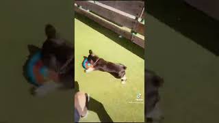 Bester Trainingspartner 🔥🇦🇹 #foryou #fußball #tiktok #foryoupage #austria #dog