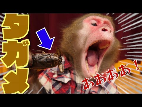 【食べるの？】お猿さんに「食用タガメ」をあげたら反応がガチでヤバかった……！！