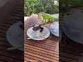 Sneaky iguana steals waffle from hotel guests
