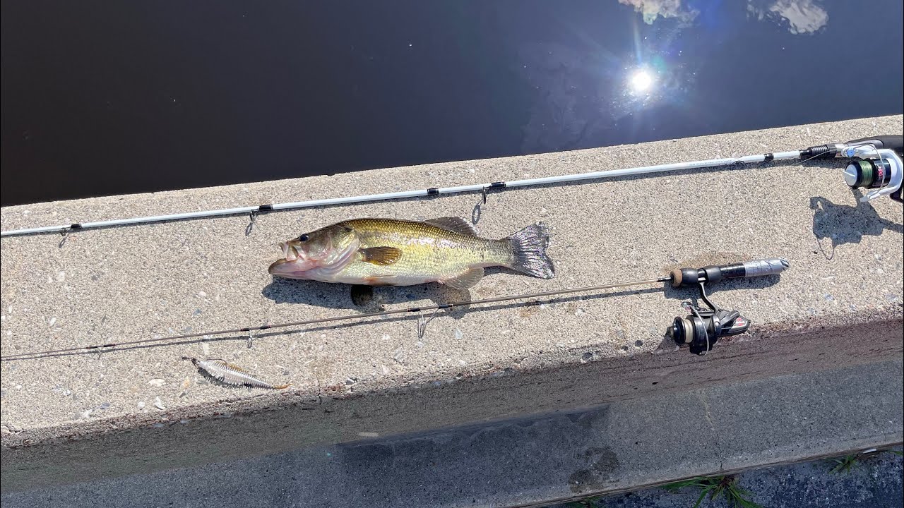 Light tackle VS heavy tackle large mouth bass fishing#bass #cool #fish #largemouthbass #stream #gram