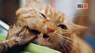 СМЕШНЫЕ КОТИКИ И ДРУГИЕ ЖИВОТНЫЕ 2023/FUNNY CATS AND OTHER ANIMALS/ŚMIESZNE KOTY I INNE ZWIERZĘTA!№5