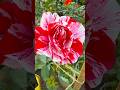 শীতকালে গোলাপ গাছের যত্ন  ❣️ #gardening #rose #plantcare