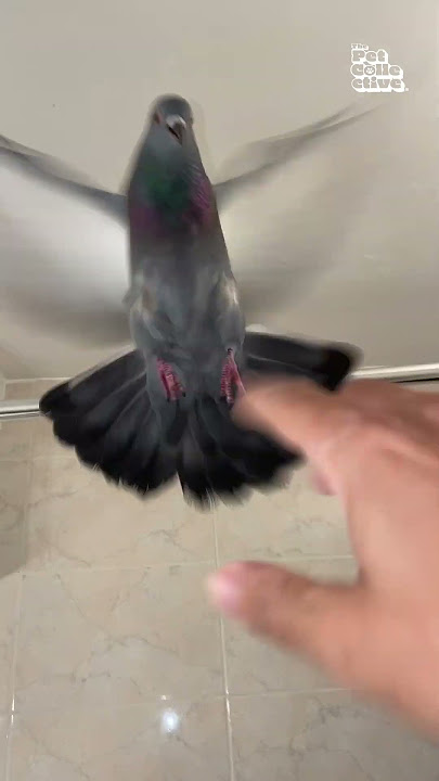 Pigeon Won't Let Man Take A Shower