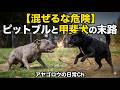 【混ぜるな危険】ピットブルと甲斐犬の末路
