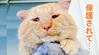 寂しげな目をした元野良猫が、甘えん坊さんになるまで♡