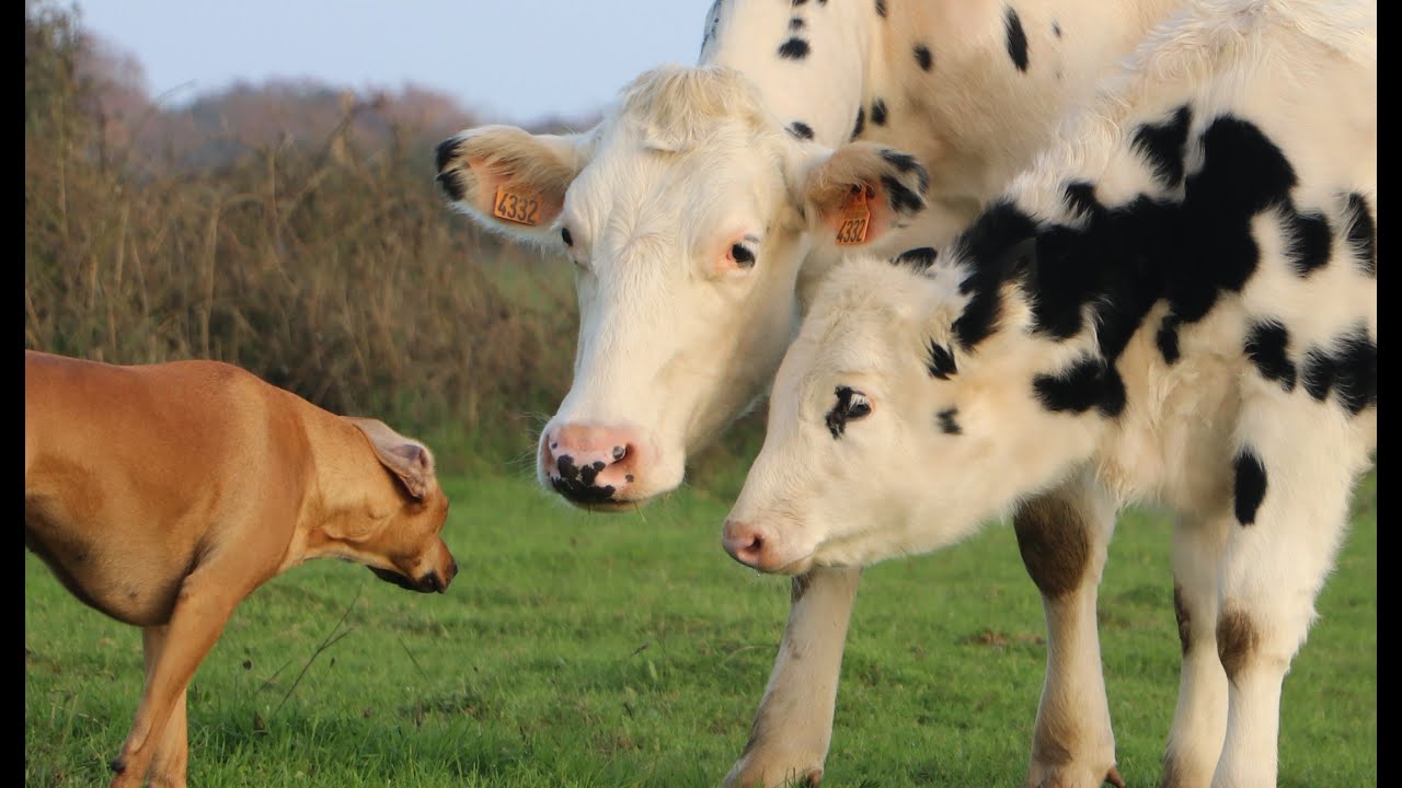 Dog versus cow - YouTube