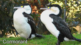 New Zealand Birdwatching Of The Week - Cormorant 4K ( Video Filmed By Yang Edwin )