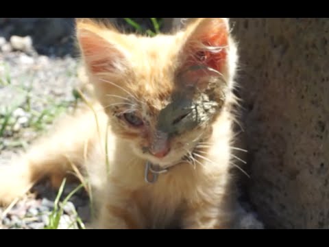 Video: Come Curare Il Fegato Di Un Gatto