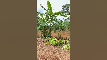 Bán Đất vườn nằm ngay đường lớn ,có thổ cư ở BR-VT kinh doanh buôn bán ok#shorts