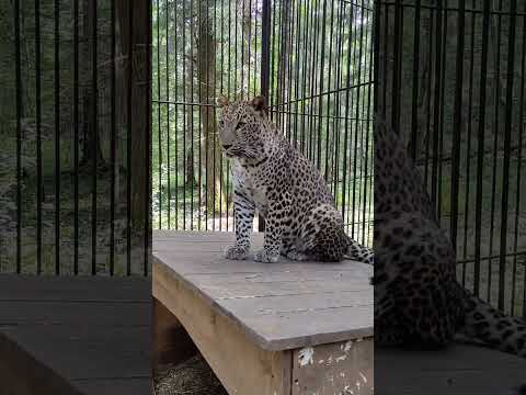 Леопольд философ😄 #леопард #забавныеживотные #funnyanimals #сафарипарк #shorts #leopard #wildanimals