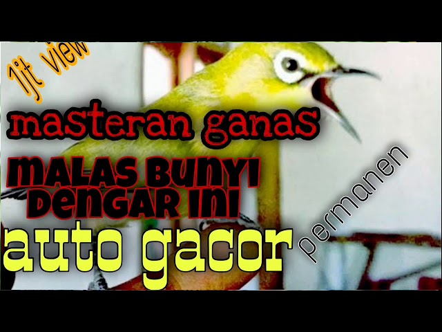 masteran ganas ampuh kecial kuning - dengar ini auto gacor permanen 100% [ siaran youtube ] class=