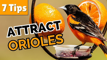 How to Attract Orioles to Your Yard (7 Simple Tips)