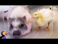 Rambunctious Rescue Pig Adopts Duckling | The Dodo Odd Couples