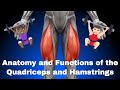 Anatomy and Functions of the Quadriceps Femorii and Hamstrings