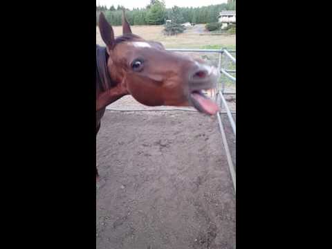 my-horse-yawning