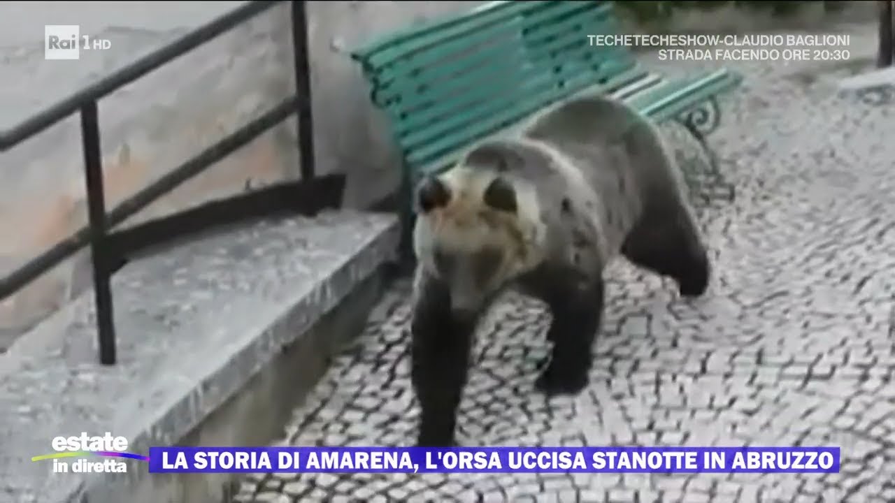 La storia di Amarena, l'orsa uccisa stanotte in Abruzzo - Estate in diretta - 01/09/2023