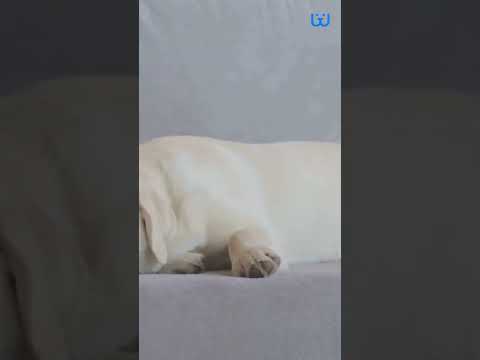 Top Dog Breeds For Low Separation Anxiety| Waggle