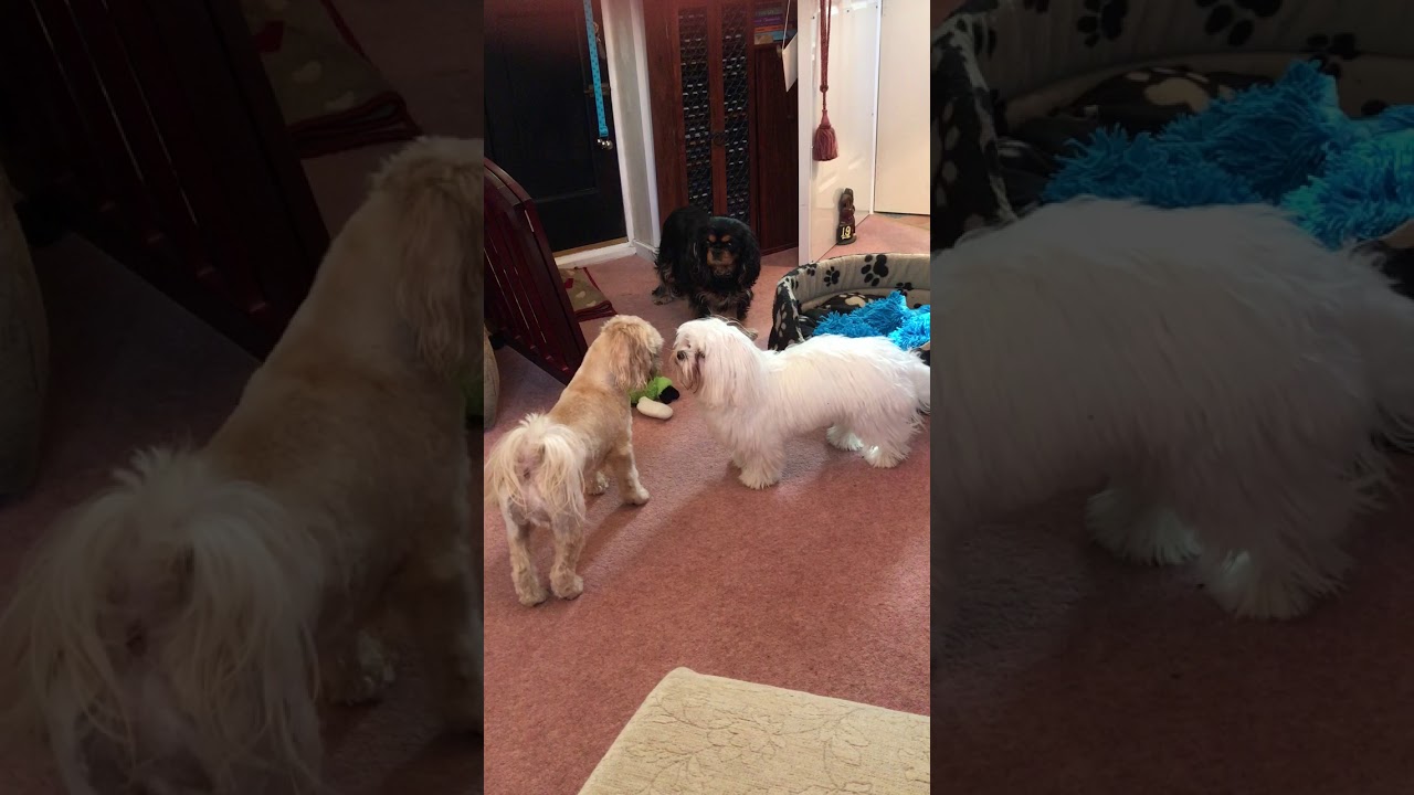 The 2 Montys playing while Casey and Poppy look on - YouTube