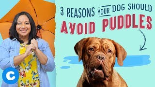 3 reasons your dog should avoid puddles ...