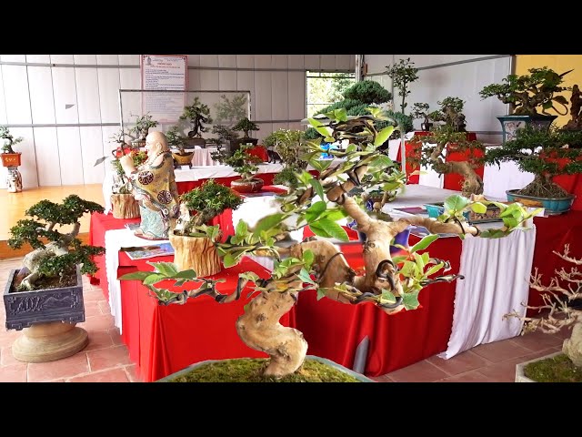 Ổi quái, si giá đẹp, những cây trưng bày giảm giá nhiều. cheap and beautiful bonsai trees