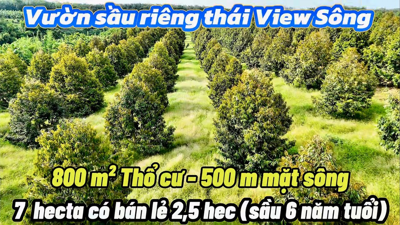 Vườn sầu riêng View sông cực đẹp, giá cực mềm. 7 hec có bán lẻ 2,5 hec 6 tuổi Giá 6 tỉ. 800m² thổ cư